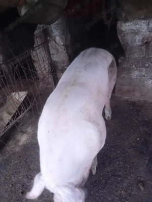 Vând porci 100-300 kg 