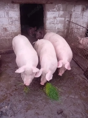Vând porci 100-300 kg  - imagine 3