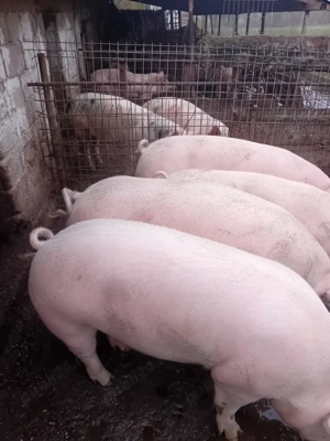 Vând porci 100-300 kg  - imagine 4