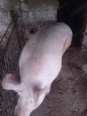 Vând porci 100-300 kg  - imagine 2