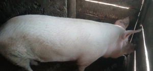 Purcea 160 kg  180 kg - imagine 4