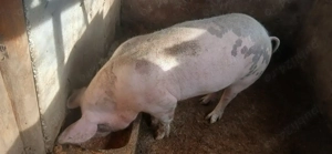 Porci de vânzare  - imagine 3