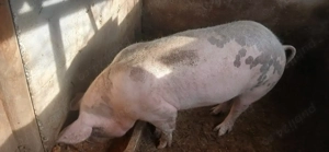 Porci de vânzare 