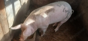 Porci de vânzare  - imagine 4