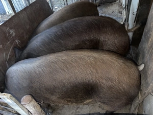 Vand porc sau purcea - imagine 2