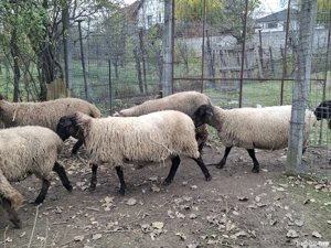 vand oi sufolk - imagine 4