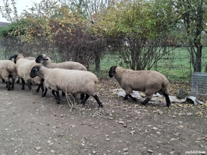 vand oi sufolk - imagine 3