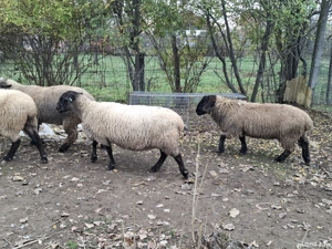 vand oi sufolk - imagine 2