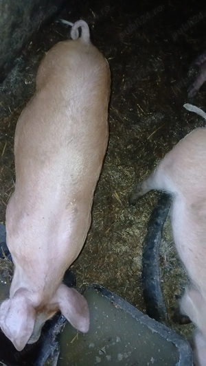 Purcei de carne ,rasa pietrain cu Duroc - imagine 3