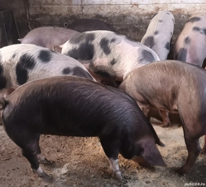 Porci grasi disponibili - imagine 2