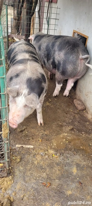 Porc pietrain  - imagine 3