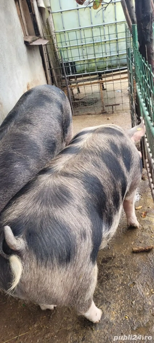 Porc pietrain  - imagine 4
