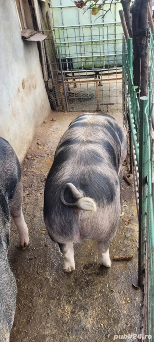 Porc pietrain  - imagine 5