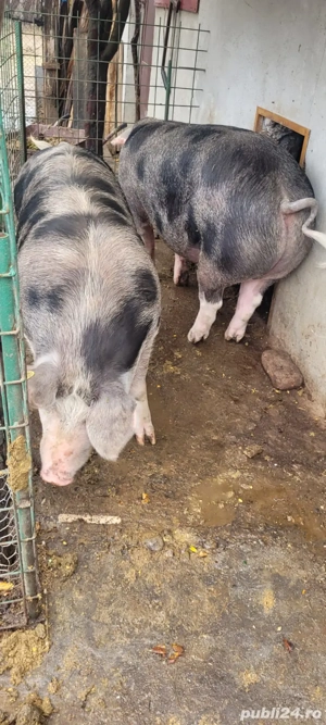 Porc pietrain  - imagine 2