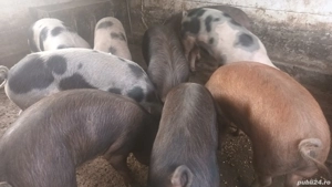 Porci grasi disponibili - imagine 3