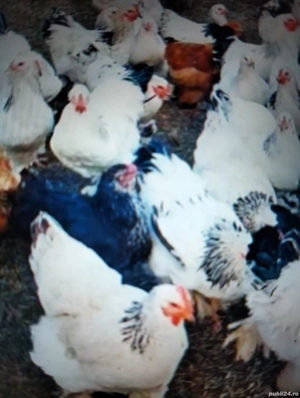 Vind puicuțe Herman deschis foarte frumoase 