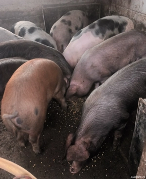 Porci grasi disponibili - imagine 4