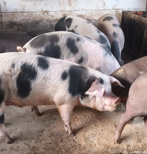 Vând porci - imagine 3