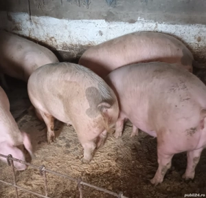 Porci de vânzare - imagine 3