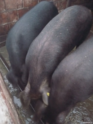 vând porci - imagine 2