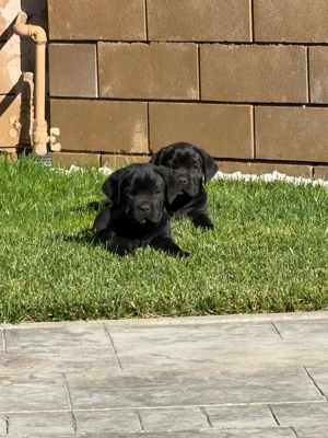 Vand catei Cane corso - imagine 2