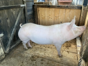 Vând 2 porci de carne pentru sacrificat.