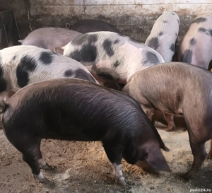 Vând porci - imagine 2