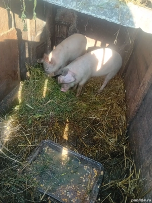 De Vânzare 2 purcele vacinate  - imagine 2