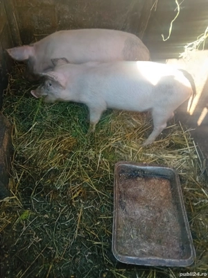 De Vânzare 2 purcele vacinate 