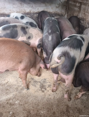 Vând porci - imagine 5