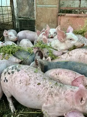 Porci de carne  mari și mici !!! - imagine 3