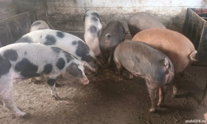 Vând porci - imagine 4