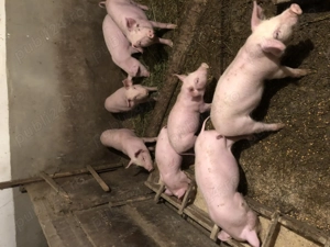 Porci de carne  mari și mici !!! - imagine 5