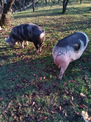 De vînzare la alegere