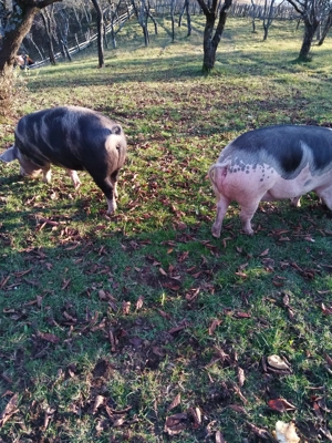 De vînzare la alegere - imagine 2