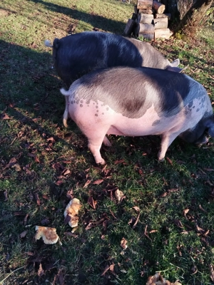 De vînzare la alegere - imagine 4