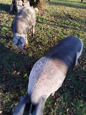 De vînzare la alegere - imagine 5