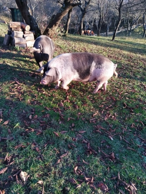 De vînzare la alegere - imagine 6