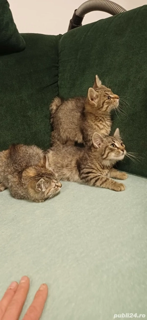 Ofer spre adopție:)