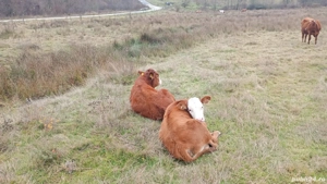 vând vaci si viței 