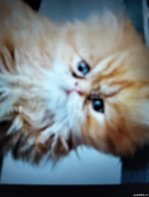 Vind motănel roșcat persan