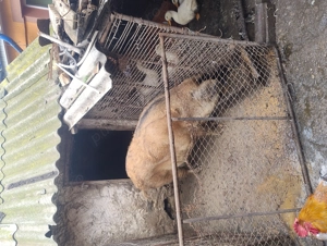 Porc mangalita cu mistreț  in jur de 160 kg - imagine 2