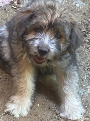 donez catelusa de cuobanesc vorgitura de mioritic 