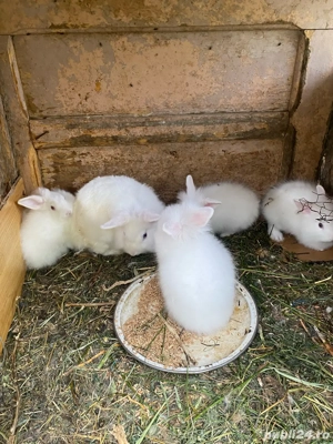 vand iepuri cap de leu  - imagine 2