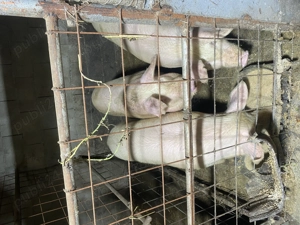 Vand porci grasi - imagine 2