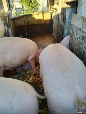 Vind porci de carne foarte frumoși 