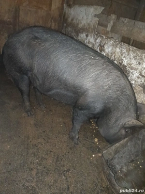 vand porci - imagine 2