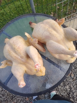 Curcani de carne - imagine 2