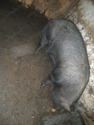 Porc de vânzare  - imagine 3