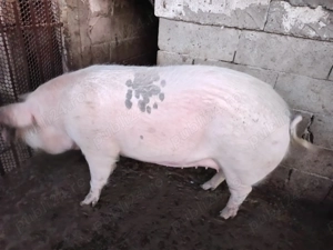 Porc de vânzare 